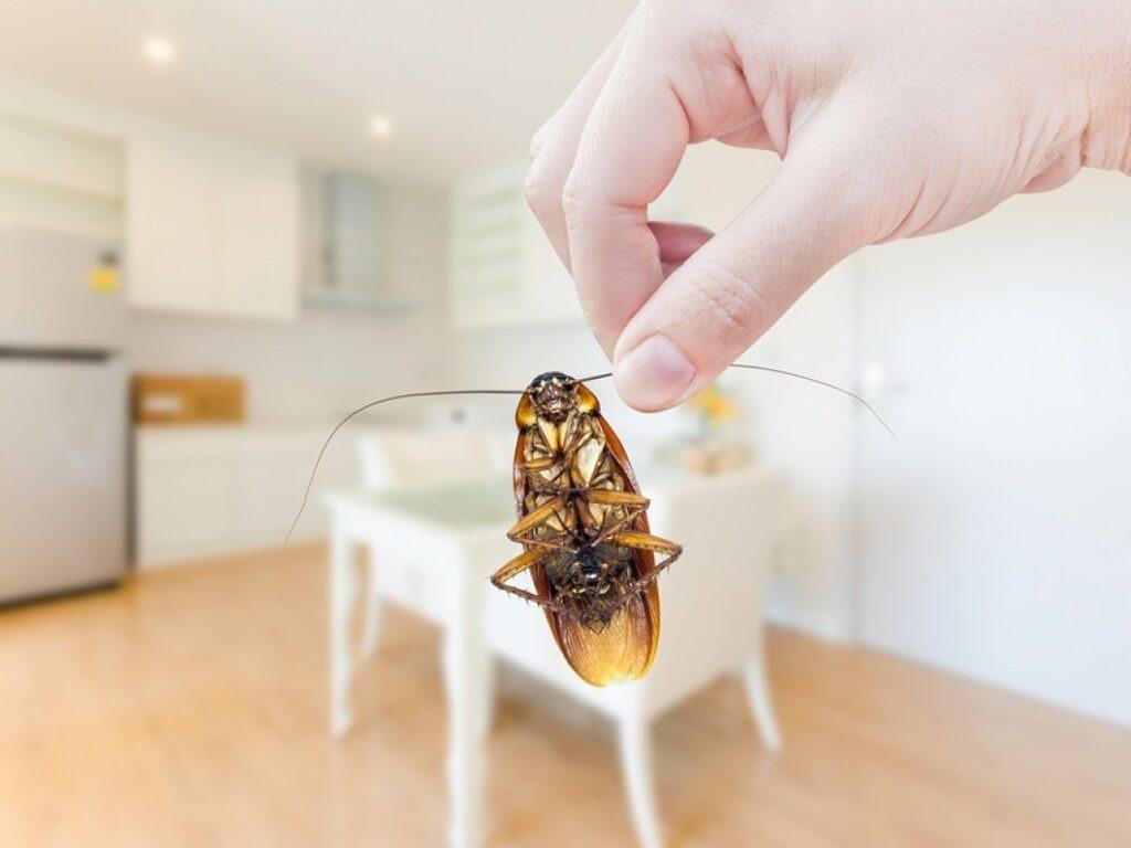 Cockroach Pest Control Bangalore
