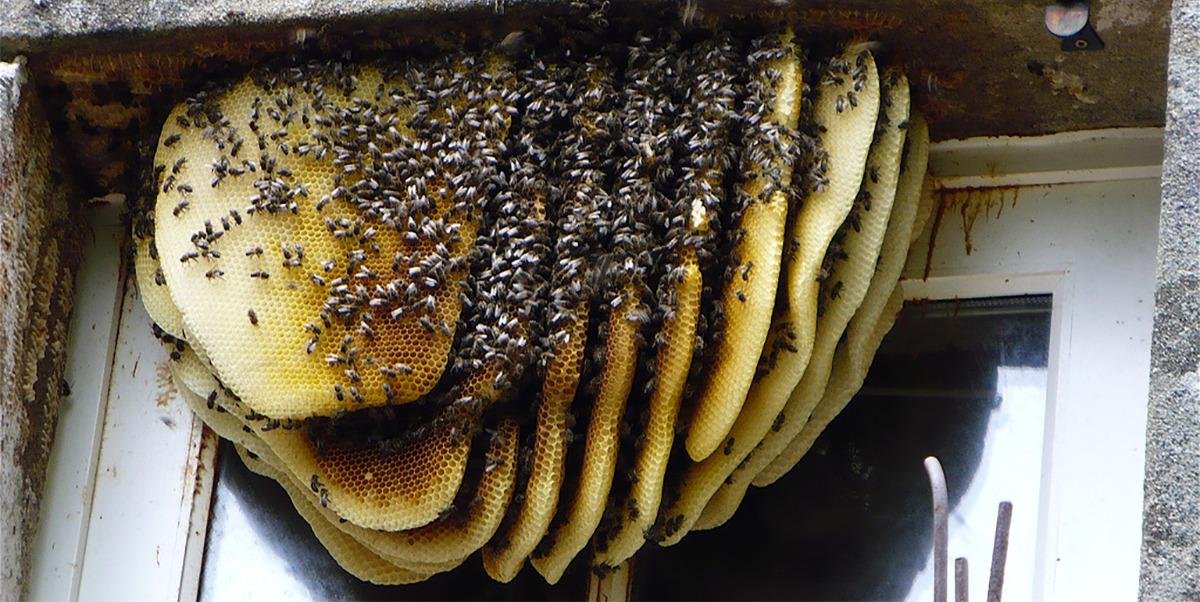 Integrated Pest Management Process